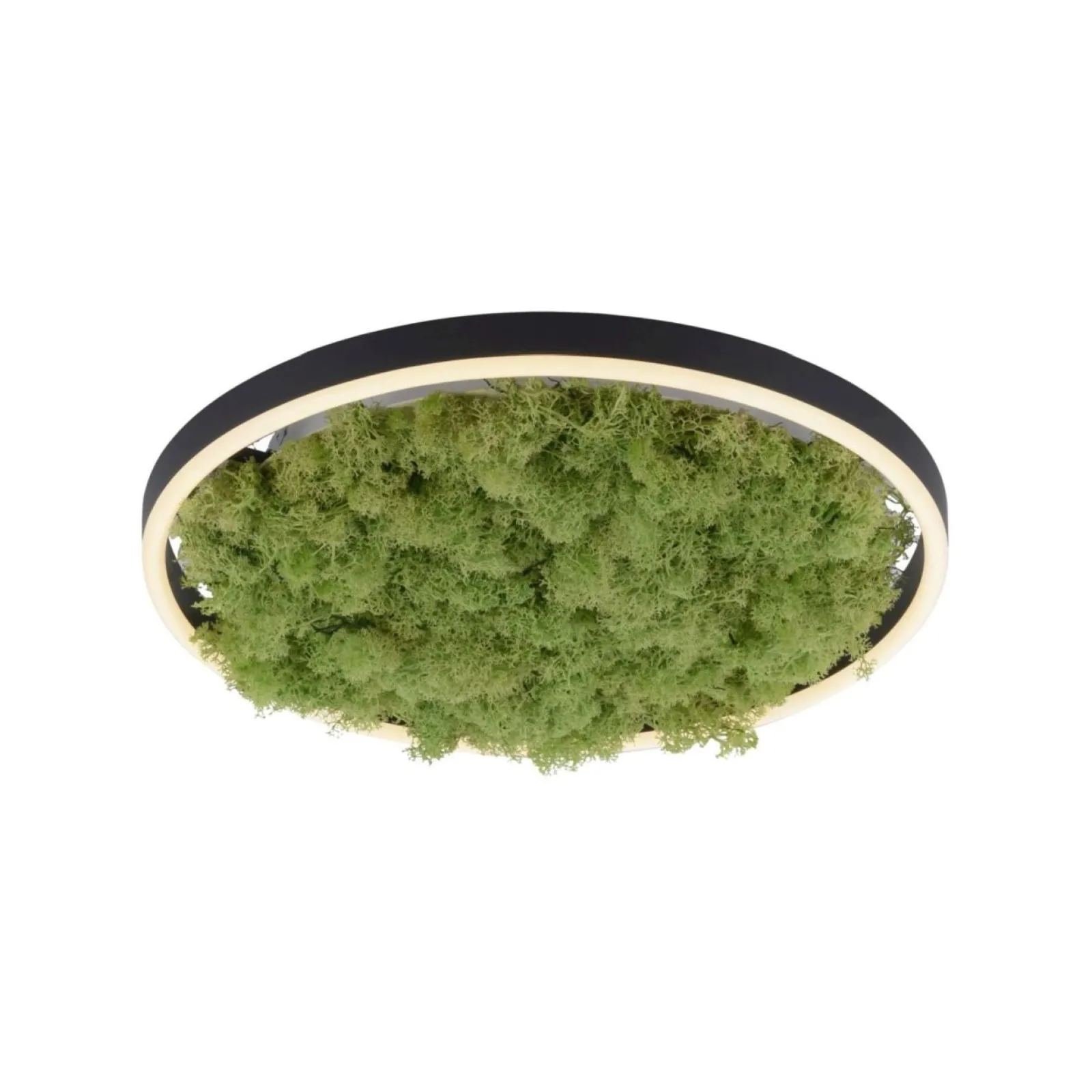 Sklep Kaja Dekoracyjna lampa LED z naturalnym mchem 15391-66 GREEN RITUS | Kaja* Plafony Nowoczesne|Lampy Led