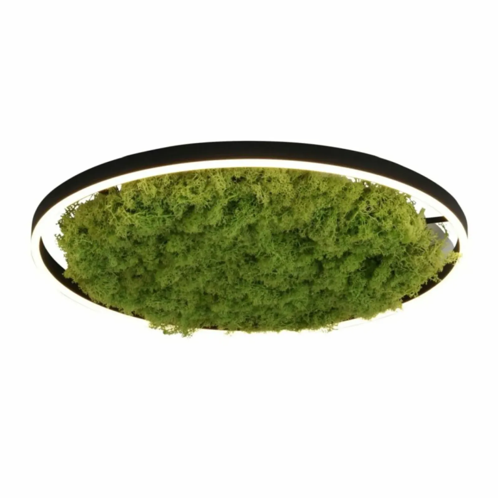 Sklep Kaja Plafon LED z naturalnym mchem, do salonu 15392-66 GREEN RITUS | Kaja* Lampy Led|Plafony Nowoczesne