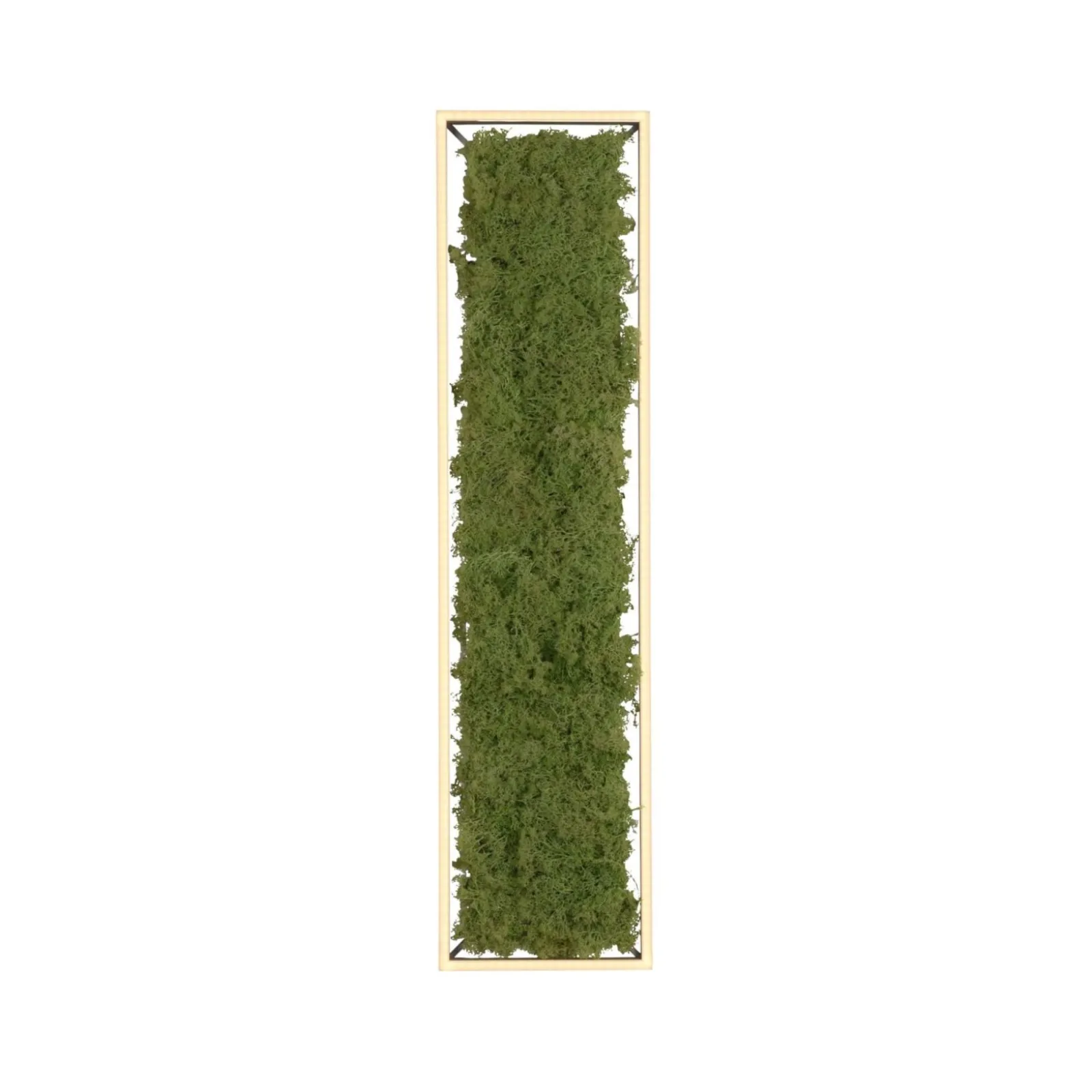 Sklep Kaja Prostokątny plafon LED z naturalnym mchem 15623-66 GREEN KNUT | Kaja* Plafony Nowoczesne|Lampy Led